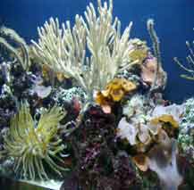 coral reef 2.jpg